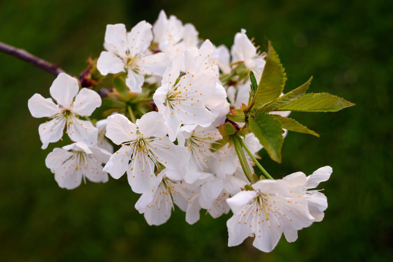 Room In Guest Room - Double Room Apple Blossom Schuttertal Екстер'єр фото